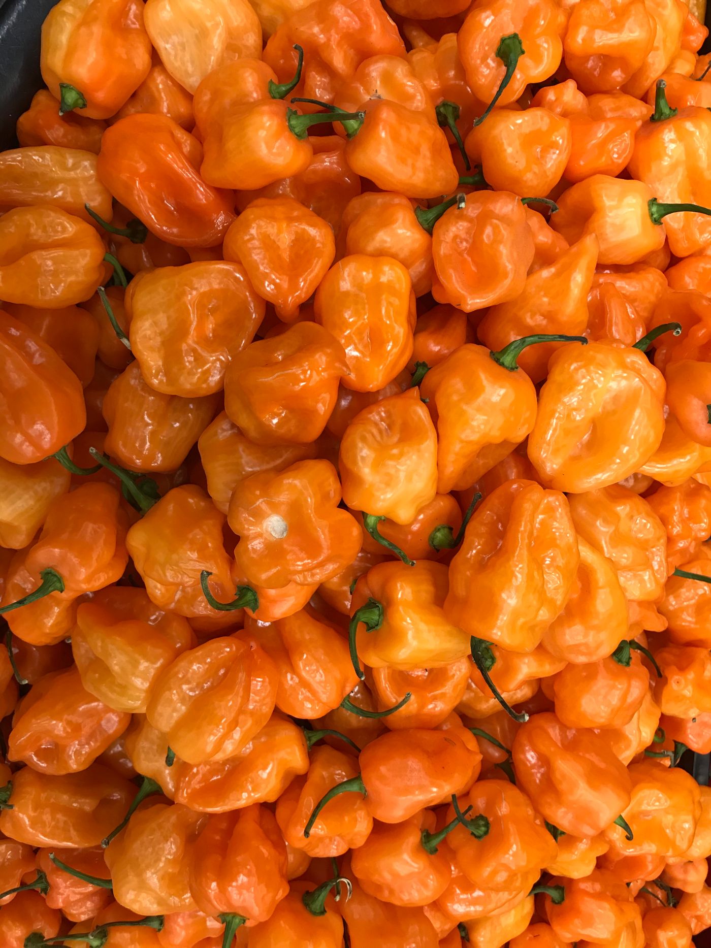 Scotch bonnet peppers